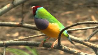 Redheaded Gouldian Finch Erythrura gouldiae or Chloebia gouldiae  Rotköpfige Gouldamadine [upl. by Kato929]