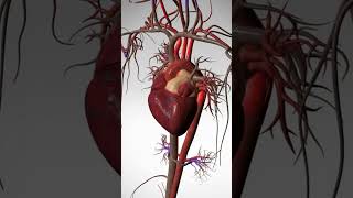 See the Wonder of Your Beating Heart  3D Animation [upl. by Zaslow]