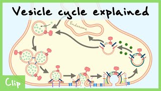 Vesicle Cycle Explained amp ClathrinMediated Endocytosis  Clip [upl. by Grosvenor]