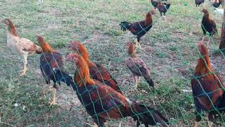 Gamefowl breedingbackyard breeding sabongmarinotv473 [upl. by Aileno]