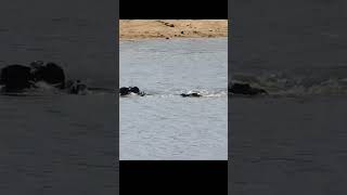 buffalo escape from lion and crocodile [upl. by Attenwahs]