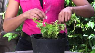 How to Cut Parsley From a Plant  The Chefs Garden [upl. by Ydoc639]