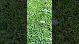 A PALE TUSSOCK IN GARDEN 1 [upl. by Analah]