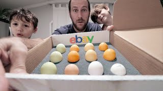 The MOST we’ve spent on eBay chicken eggs  KKTECT Egg Incubator [upl. by Benzel767]