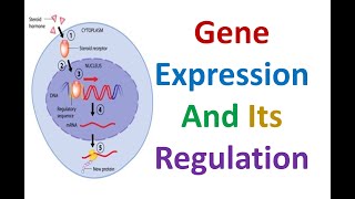 Gene Expression and Its Regulation [upl. by Dorweiler]