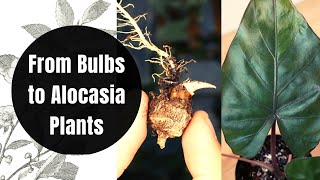 How to Propagate and GROW Alocasia Plants from CORMS BULBS  Repot with me  Plant Update [upl. by Chiquita]