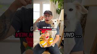 Was ist die BESTE Konsole nintendo playstation xbox hund vlog [upl. by Eceinehs771]