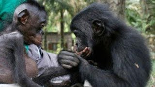 What Bonobos Can Teach Us [upl. by Corb]