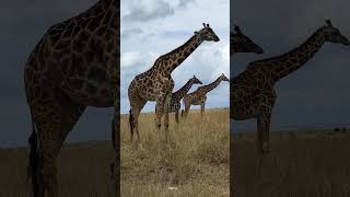 quot4K African Wildlife Scenes Breathtaking Footage of Wild Animals in Stunning Quality [upl. by Acirderf]