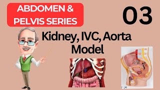 KidneyIVCAorta Model Spotting in Urdu amp Hindi  Abdomen amp Pelvis  2nd Year MBBS Anatomy  Ospe [upl. by Eedyak]