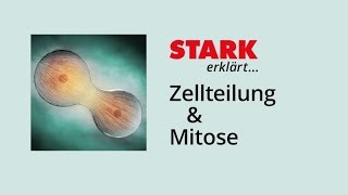 Zellzyklus und Mitose  STARK erklärt [upl. by Zhang240]