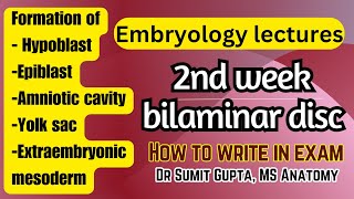 2nd week of development  General Embryology [upl. by Eadith]