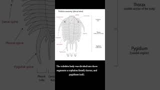 Trilobite Diversity and Anatomy marinelife species prehistoricfun seacreatures [upl. by Owen49]