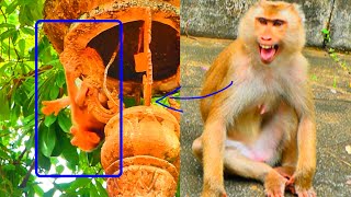 Awesome BB Moken Please enjoy the little BB macaque monkeys daily life Mama Moka raise BB [upl. by Justis]