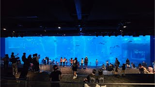 Inside Worlds 2nd Biggest Aquarium [upl. by Odlanar]