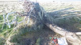 Findhorn Bay Wildfowling litter [upl. by Weatherby214]