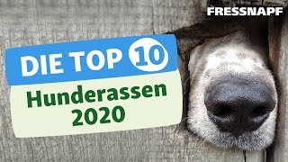 Top 10 Hunderassen 2020  Die beliebtesten Hunderassen in Deutschland [upl. by Hamachi]