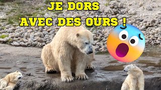 Les hôtels incroyables de Pairi Daiza test de la chambre ours polaire cest INCROYABLE [upl. by Elokkin150]