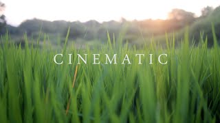 4K Nature Cinematography  Cinematic Background Music NO COPYRIGHT  NIKON D5300 [upl. by Eilujna42]