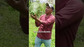 La guanábana podría matar células cancerosas parati alimentossanos fruta guanabana comida [upl. by Bal]