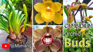 Cymbidium Orchid Buds  Mimang Vlog [upl. by Ernestine]