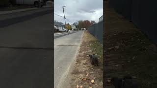 Port o potty moved a block New water mains in all 4 directions [upl. by Atekan]