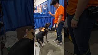 Sheppy had his very first meet amp greet Hoping for a home🤞🏾www632caninerescueorg [upl. by Allison]