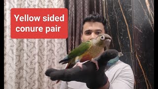 Yellow sided conure pair Blue yellow sided conure  Arshs exotic birds 8433773858 [upl. by Wrennie313]