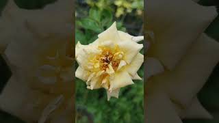 Lady hillington Roseytshortsfeedshortsgardening gardening tipsgardeningideasfertilizernature [upl. by Reilly885]