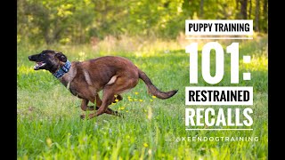 Puppy Training 101 Restrained Recalls [upl. by Ekyt859]