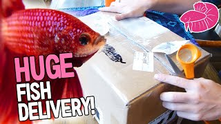 Huge Betta unboxing [upl. by Korie]