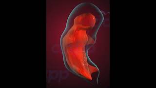 Fetus Development stages3D Animation [upl. by Pacien]