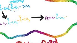 Fatty Acid Synthesis [upl. by Card]