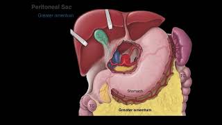 Peritoneum tutorial [upl. by Llenyr]