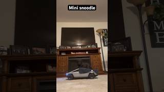 Cute 🥰 Mini snoodle dog 🐶 in Mini Tesla Cyber Truck and playing [upl. by Asaph235]