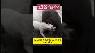 el tipo de dogo argentino mas peligroso [upl. by Arihsa189]