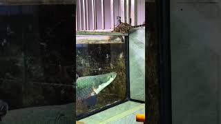 Arapaima Fantastic Beasts Fish Farming Diary Mr Li who loves fish farming Ocelot [upl. by Denny]