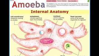 Classification of Amoeba [upl. by Enilarak]