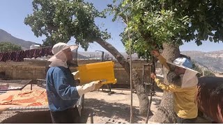 Traditional Skills in Nomadic Life Making Buttermilk amp Managing Honey Bees🏔️🍺 [upl. by Romola]