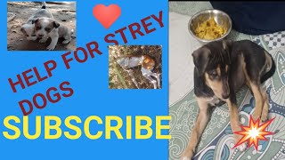 देखिए इन बेजुबानों की जिन्दगी streetdogshelp dogshelpstraydogscare [upl. by Sheehan]