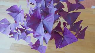 Purple Shamrock Oxalis Triangularis Indoor Houseplant Care and Tips [upl. by Eeryn]