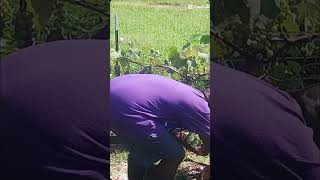 quotNiagara Grape Harvest at Odoms Homestead  Sweet and Juicy Grapes in Zone 7b Tennesseequot fruit [upl. by Llehsim]