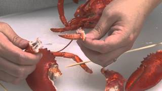 How to Extract Lobster Meat [upl. by Koss797]