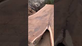 I do not know how to deal with this root Part 3 woodwooding belkowood woodworking [upl. by Rafa333]