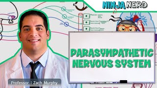 Neurology  Parasympathetic Nervous System [upl. by Mia]