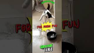 FunnyCats and Dogs Ultimate Laughs Guaranteed shorts [upl. by Oetam]