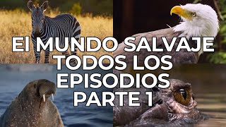 El Mundo Salvaje Todos los Episodios Parte 1  Free Documentary Nature  Español [upl. by Desiri]