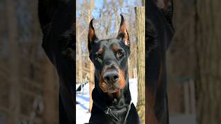 Pitbull vs Doberman vs boxer vs Rottweilerglow up dog shorts viral [upl. by Philipps910]