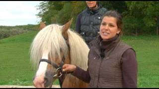 Reiten im Urlaub in Mecklenburg Vorpommern [upl. by Block28]