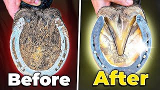 Horse Hoof Cleaning Satisfying Farrier Deep Clean [upl. by Hanna]